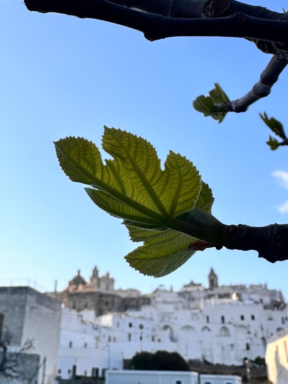ostuni white city hill view italy puglia itinerary