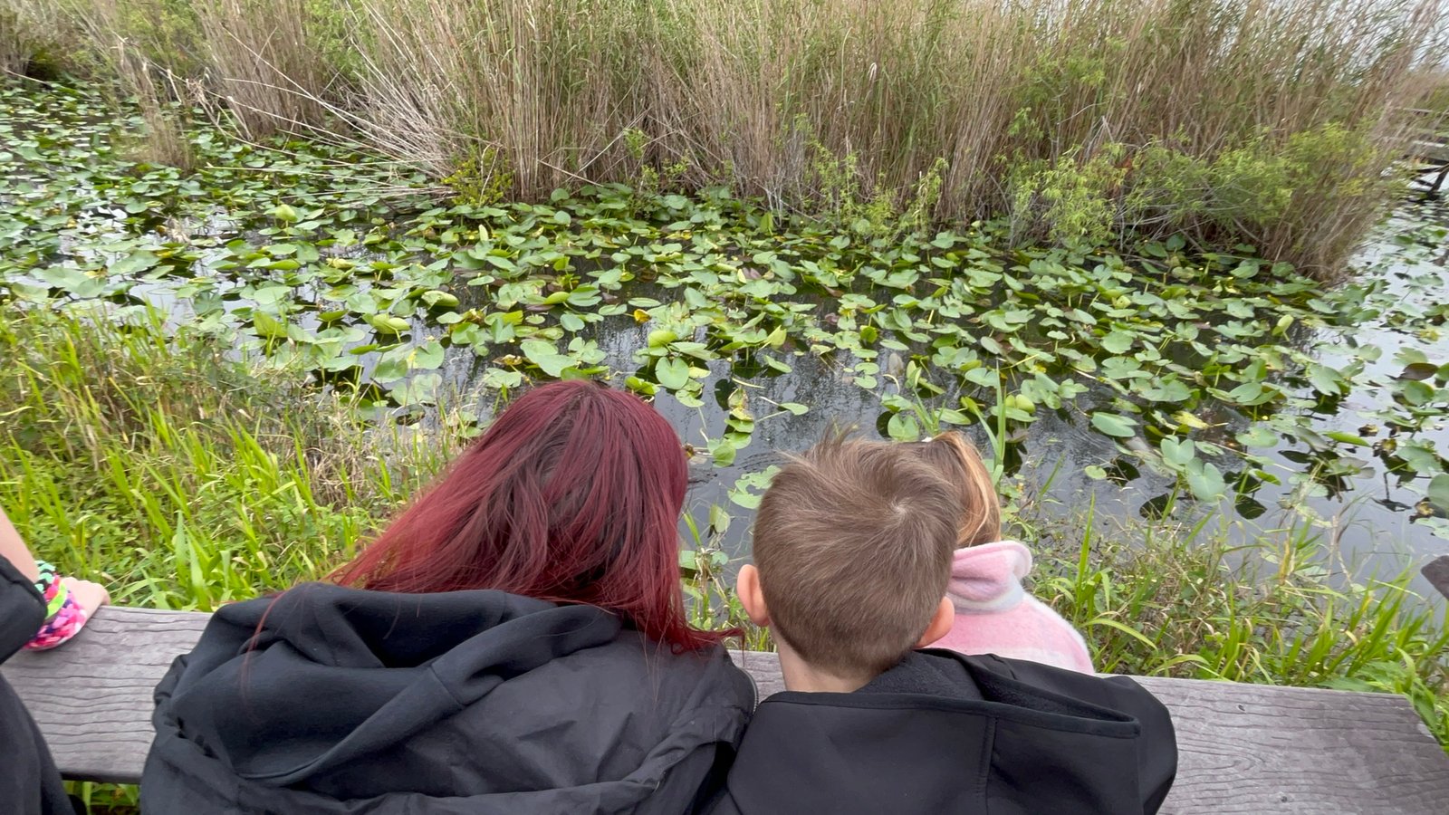 Family looking for wildlife along Anhinga Trail in Everglades National Park.