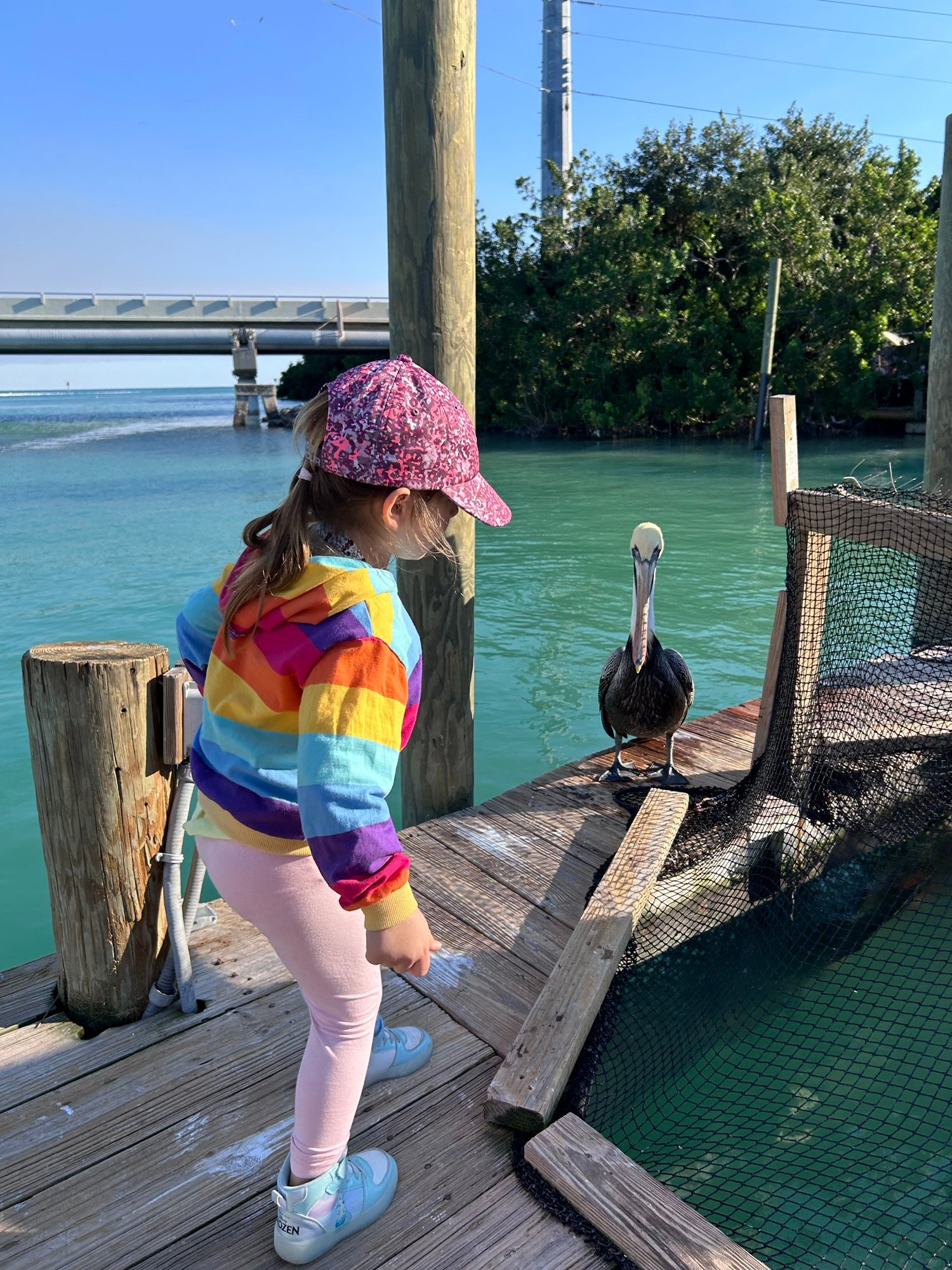 Child watching a pelican at Robbie's of Islamorada in the Florida Keys